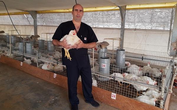 Argentina - Pollos parrilleros: evalúan probióticos como alternativa a los antibióticos - Image 1