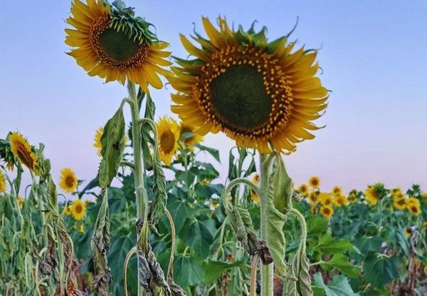 Argentina - La planta invasiva Jopo: Claves para evitar que llegue al país - Image 1