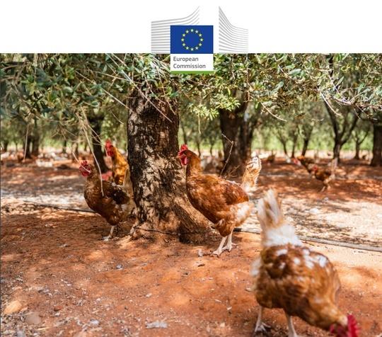 Unión Europea - Producción de huevos sin jaulas, Guía de mejores prácticas - Image 1