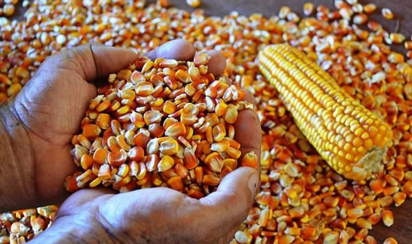 Brasil - NIRS, revoluciona la evaluación de la calidad del grano - Image 3