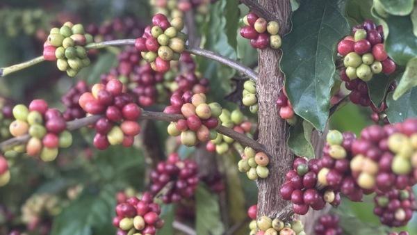 Brasil - Manual ayuda a identificar enfermedades en cafés Robusta amazónicos - Image 1