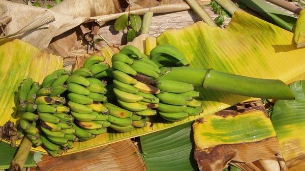 Brasil - Erradicae el moko banano requiere de un vacío sanitario de dos años - Image 1