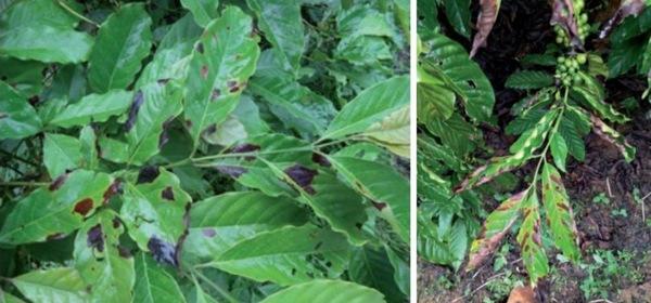 Brasil - Manual ayuda a identificar enfermedades en cafés Robusta amazónicos - Image 2