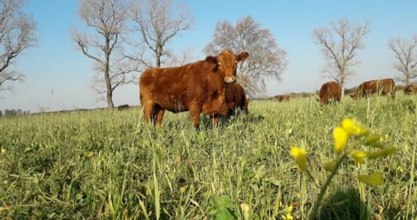 Promueven la agricultura regenerativa circular como otra forma de ver los sistemas agropecuarios - Image 1