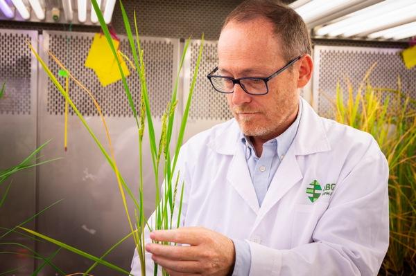 España - Investigan como producir más cereales fertilizados con nitrógeno del aire - Image 3