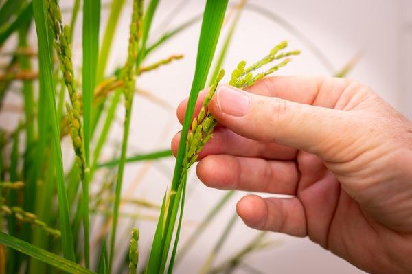 España - Investigan como producir más cereales fertilizados con nitrógeno del aire - Image 2