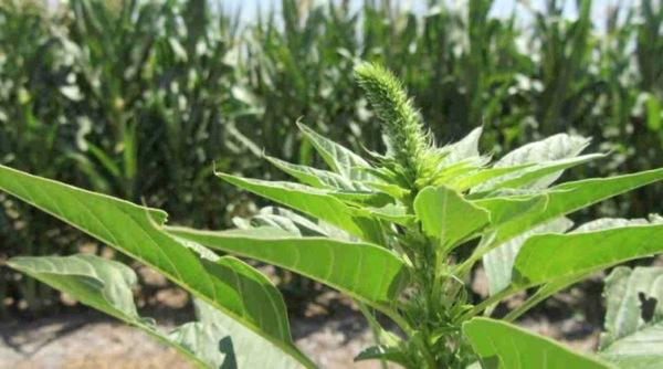 Malezas resistentes: el reto que amenaza a la agricultura moderna - Image 1