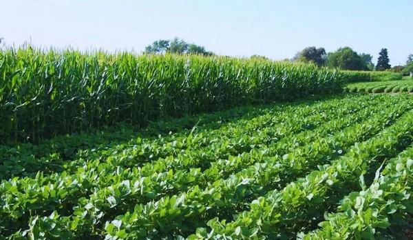 Argentina - Ensayos de larga duración, fundamentales para la agricultura del futuro - Image 2