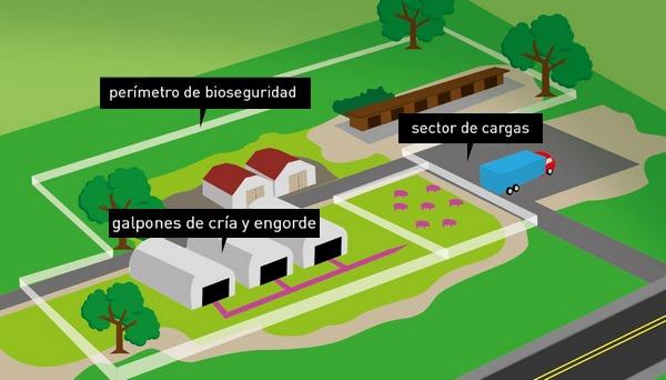 Argentina - Transporte seguro de cerdos: Medidas de bioseguridad para el traslado - Image 2