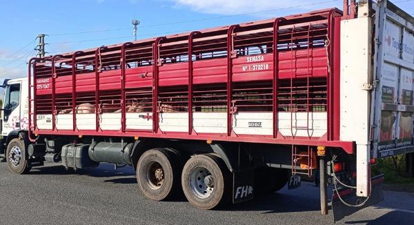 Argentina - Transporte seguro de cerdos: Medidas de bioseguridad para el traslado - Image 1