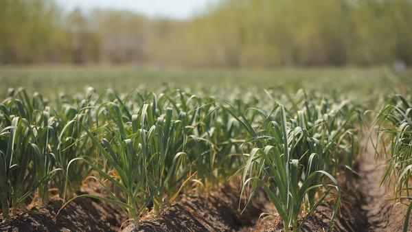 Argentina - Agricultura Regenerativa: Unilever y Knorr presentaron sus avances - Image 1