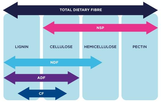 Calculadora de fibra dietética en línea para ayudar a los nutricionistas - Image 1