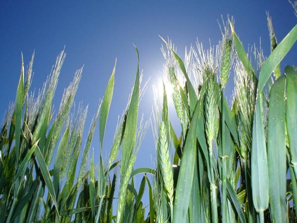 Argentina - Simposio FERTILIDAD 2025: Nutrición de cultivos y fertilidad de los suelos - Image 1