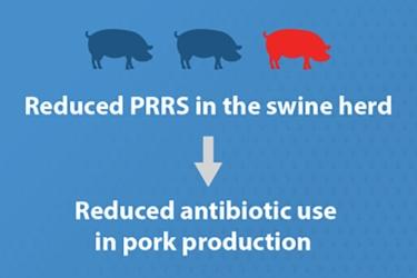 EE.UU. - Prevenir enfermedades porcinas reduce la necesidad de antibióticos - Image 1