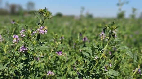 Argentina - ¿Cómo producir alfalfa de calidad? - Image 1