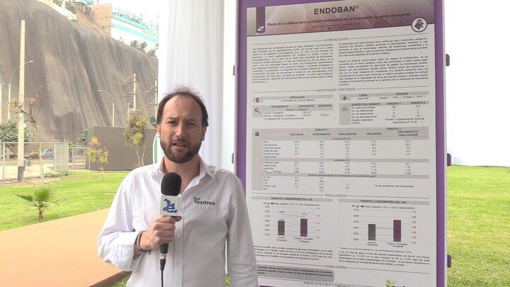 Aditivo para combatir endotoxinas en pollos de engorde