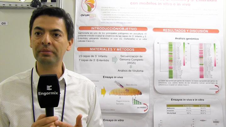 Salmonella en avicultura, virulencia de cepas Infantis y Enteriditis