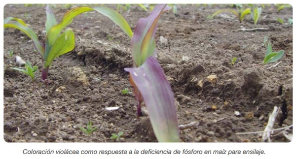 FORRAJERAS - Sistema de siembra - Image 11