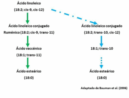 Grasa en la alimentación de rumiantes, más allá de su valor energético. - Image 1