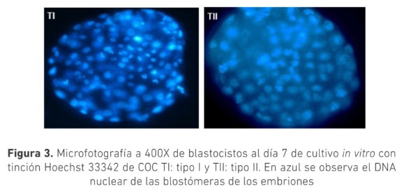 Producción in vitro de embriones a partir de complejos cúmulos oocitos tipo II en bovinos Bos indicus - Image 4