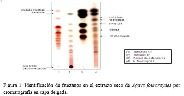 Aditivo nutracéutico obtenido a partir de los fructanos de Agave fourcroydes (LEM.) - Image 1