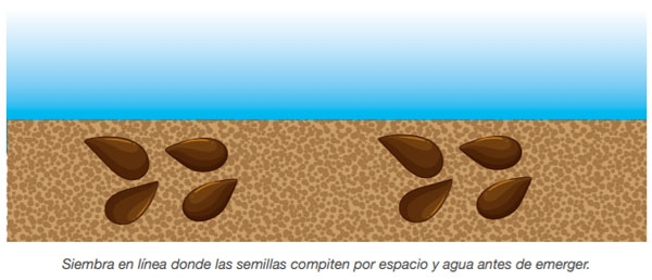 FORRAJERAS - Sistema de siembra - Image 12