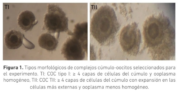 Producción in vitro de embriones a partir de complejos cúmulos oocitos tipo II en bovinos Bos indicus - Image 1