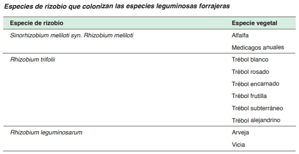 FORRAJERAS - Sistema de siembra - Image 18