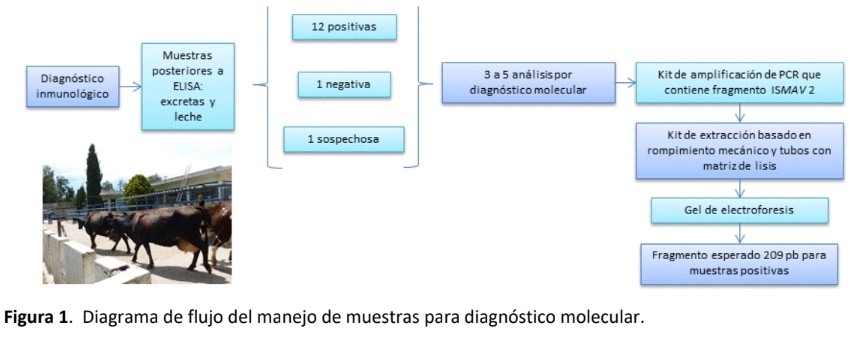 Validación del sistema PCR punto final para determinar Mycobacterium avium sbps. paratuberculosis a partir de muestras no invasivas en ganado bovino lechero. - Image 1