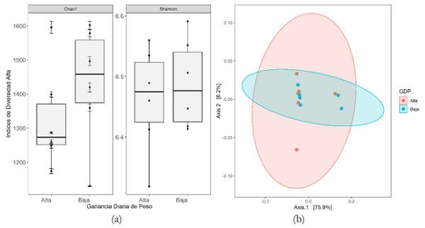 Figura 1. (a) Comparación de la diversidad alfa (índices Chao1 y Shannon) y (b) diversidad beta (distancias UniFrac ponderadas) del microbioma en heces de novillos en pastoreo expresando ganancia diaria de peso (GDP) diferenciales bajo el mismo manejo.