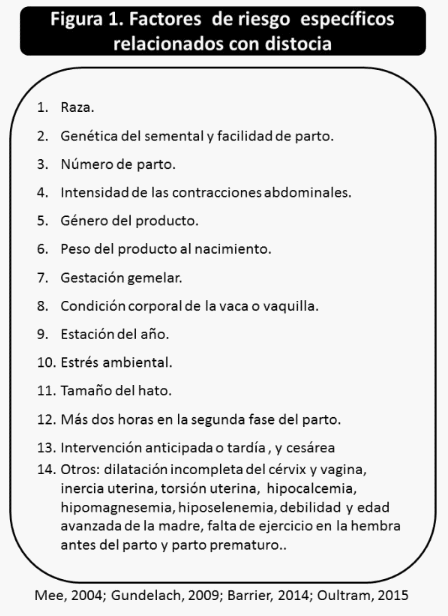 Bienestar en becerras: transiciones desde el periodo perinatal hasta el destete - Image 1