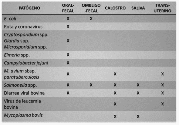 Bienestar en becerras: transiciones desde el periodo perinatal hasta el destete - Image 4