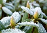 El papel del Potasio en el Estrés Abiótico - Image 1