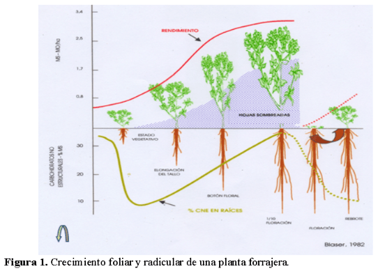 Pastoreo Racional Voisin en la Patagonia - Image 1