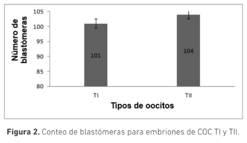 Producción in vitro de embriones a partir de complejos cúmulos oocitos tipo II en bovinos Bos indicus - Image 3