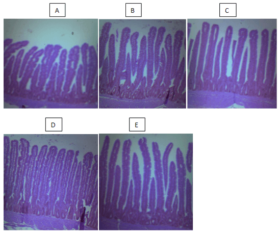 Evaluación de un prebiótico y ácido orgánico, en el crecimiento alométrico del sistema digestivo, morfometría de vellosidades y bacterias intestinales en pollos de engorde - Image 8