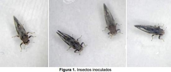 Determinación de la patogenicidad y virulencia de mezcla de cepas de Beauveria Bassiana, Metarhizium Anisopliae y Paecilomyces Fumosoroseus sobre el psilido Diaphorina citri vector de la enfermedad HLB de los cítricos - Image 2