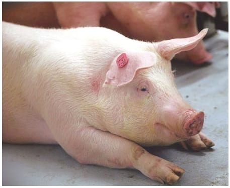 Limitaciones para la eficiencia en el uso de aminoácidos para el crecimiento y Sistema Inmune Porcino (II) - Image 2