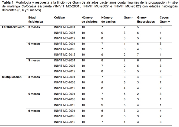 Influencia de la edad fisiológica de la planta donante sobre contaminantes microbianos en la micropropagacion de Colocasia Esculenta (l.) Schott - Image 4