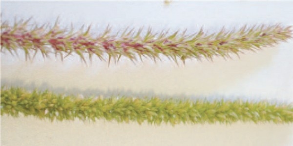 ¿Cómo identificar Amaranthus palmeri? - Image 1