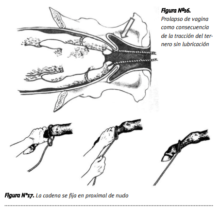 La atención del parto en los rodeos de cría - Image 8