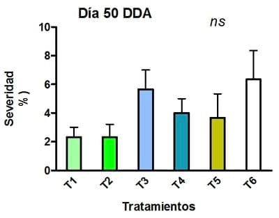 Funguicidas en un cultivo de Maíz: control de roya común del maíz - Image 4