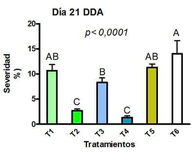 Funguicidas en un cultivo de Maíz: control de roya común del maíz - Image 3