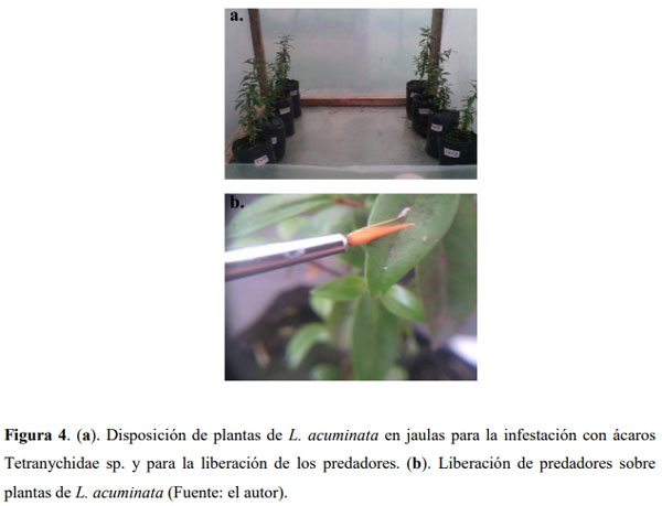 Liberación de predadores para el control de ácaros plaga en Guayacán de Manizales Lafoensia acuminata (Ruiz & Pav.) DC. (Myrtales: Lythraceae) en casa de malla - Image 4