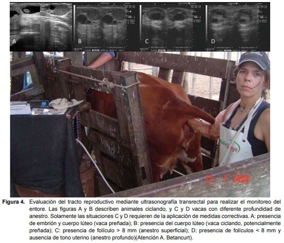 Recría de vaquillonas: período determinante de su productividad futura. - Image 4