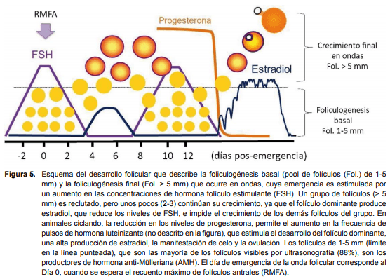 Recría de vaquillonas: período determinante de su productividad futura. - Image 5