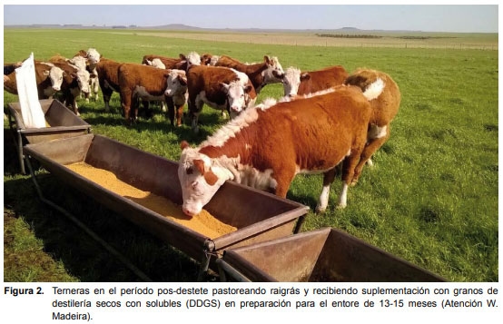 Recría de vaquillonas: período determinante de su productividad futura. - Image 2