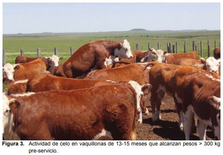 Recría de vaquillonas: período determinante de su productividad futura. - Image 3