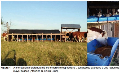 Recría de vaquillonas: período determinante de su productividad futura. - Image 1