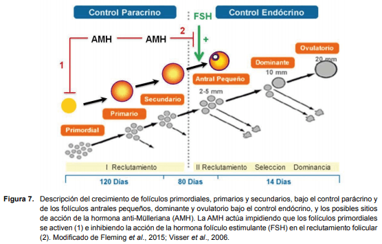 Recría de vaquillonas: período determinante de su productividad futura. - Image 7